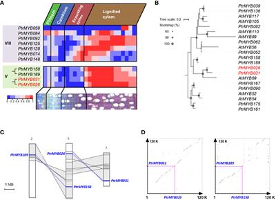 PtoMYB031, the R2R3 MYB transcription factor involved in secondary cell wall biosynthesis in poplar